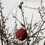 House Doctor julekugler Flock mørk rød 6 cm på gren - Fransenhome
